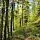 Úzkym chodníčkom sviežim lesom v rezervácií Madačov