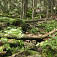 Les v Javorovej doline, na tomto mieste sa prechádza cez prales