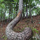 Hadí strom