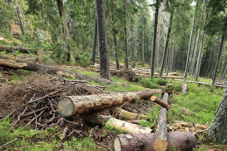 Zásahy v pralese Kasne, foto Juraj Vysoký