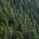 Limbový prales v Tichej doline, foto Karol Kaliský