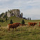 Kravy pod Kráľovou skalou, na ceste k prameňu
