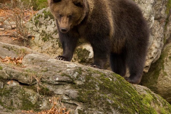 Medveď hnedý, foto Adventoura Slovakia