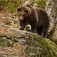 Medveď hnedý, foto Adventoura Slovakia