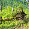 Obnova lesa v Tichej doline, foto Ľubomír Mäkký