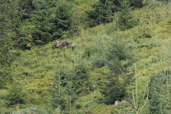 Medveď v tráve, foto Adventoura Slovakia