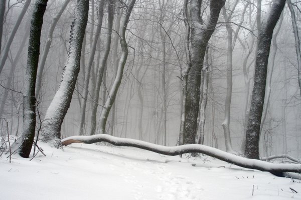 Lesy Devínskej Kobyly, foto Roman Matkovčík
