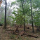 Lesy Devínskej Kobyly, foto Roman Matkovčík