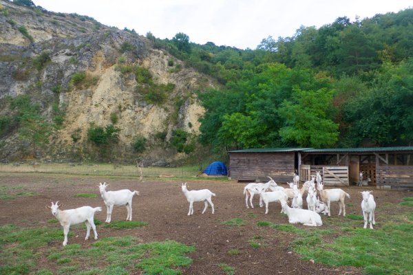Pastva vo Waitovom lome na Devínskej Kobyle, foto Soňa Mäkká