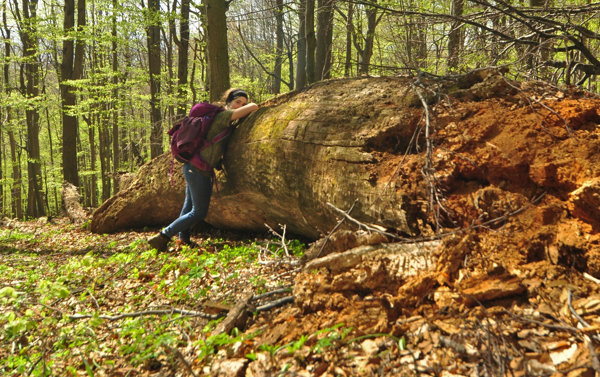 Obrovský padnutý strom v pralese Kyjov