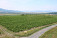Výhľad z rozhľadne Tokaj na tokajské vinice