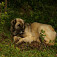 Šarplaninský pastiersky pes - šarplaninac (foto Marek Súľovský)