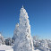 Smreky pod snehom na Vtáčniku