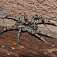 Strehúň škvrnitý - najväčší pavúk v strednej Európe