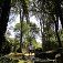 Prechádzka lesom vo Waymangu