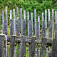 Poézia drevených plotov na Javorine (autor foto: Tomáš Trstenský)