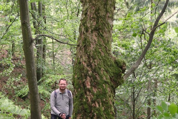 Milan Janák z WWF Slovensko vedľa javora horského, ktorý míňame na kraji pralesa