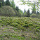 Zelené kopčeky rašeliniska Rosiarka