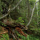 Mŕtve drevo zadržiava vodu a poskytuje živiny mladým stromčekom. Foto Karol Kaliský