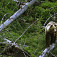V Tichej doline žije cca 40 medveďov. Foto Karol Kaliský