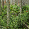 Obnova lesa. Foto Karol Kaliský