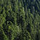 Limbový les v Tatrách tvoria aj vyše 500-ročné stromy. Foto Karol Kaliský