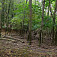 Les v prírodnej rezervácii Bolehlav