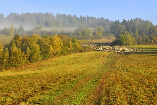 Ranné hmly nad lúkami s ovečkami