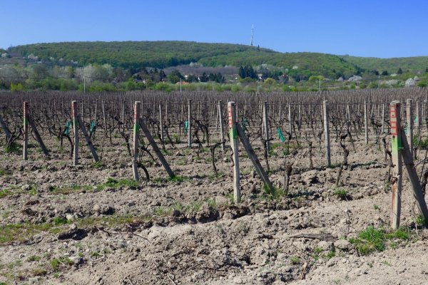 Typické vinohrady pod Malými Karpatami, na mnohých miestach už zastavané