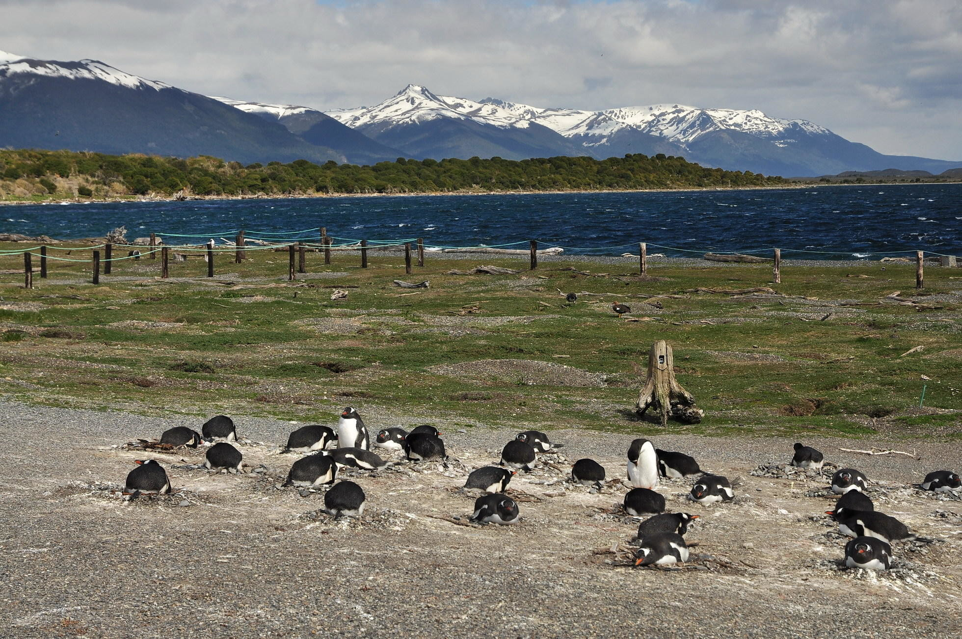Skupina tučniakov na hniezdach, v pozadí hory patriace Čile