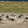 Kolónia tučniakov dvojpásych na ostrove Isla Martillo