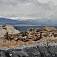 Ďalšia skupina uškatcov na inom ostrove, vzadu hory v Čile