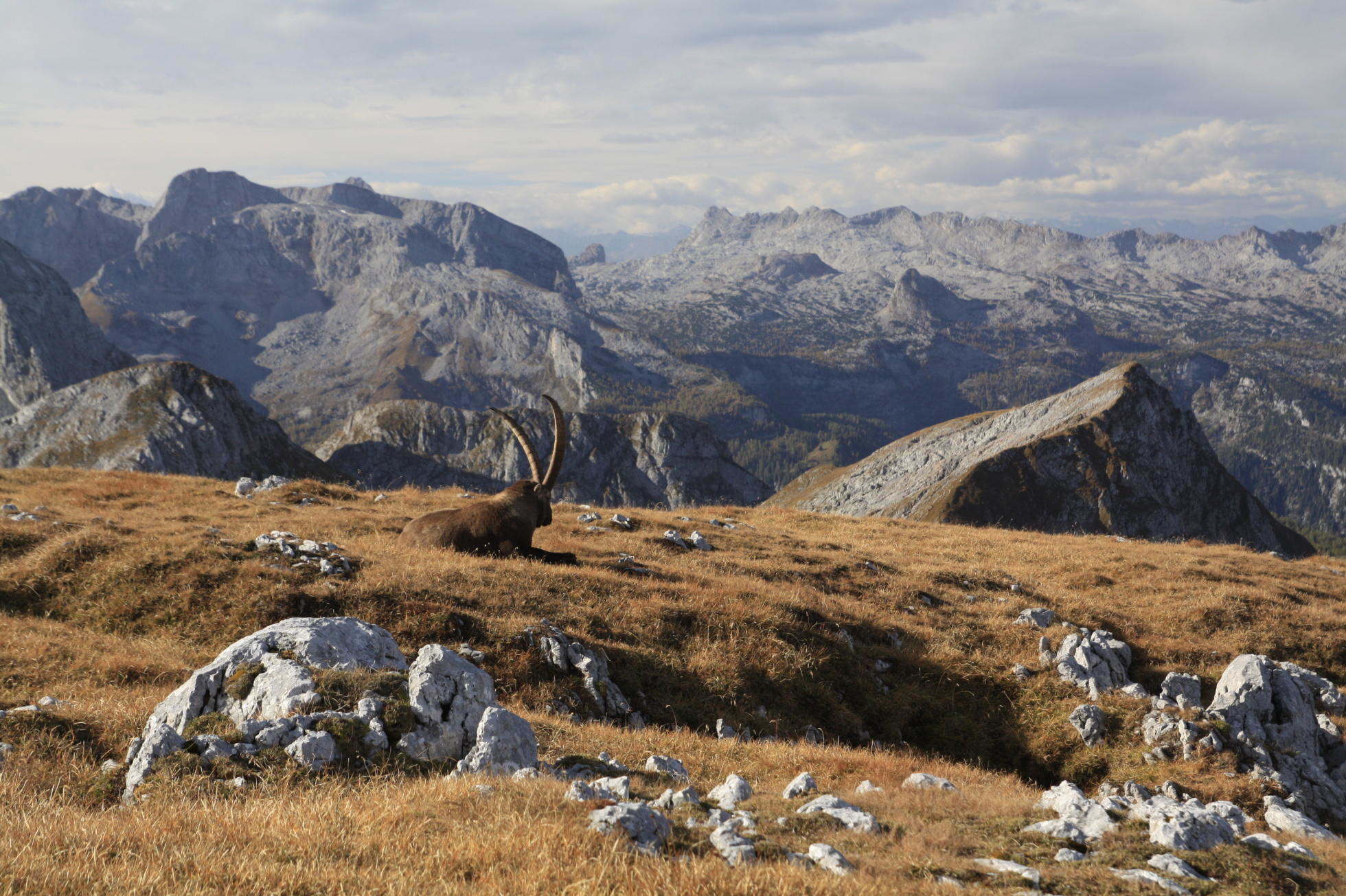Geocaching s výhľadmi a kozorožcami na hranici Rakúska a Nemecka