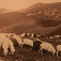 Pasenie oviec na Králičke v Nízkych Tatrách (reprofoto: Ovčiari na Slovensku, 2020)