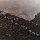 Pasenie oviec medzi Ploskou a Čiernym kameňom vo Veľkej Fatre (reprofoto: Ovčiari na Slovensku, 2020)