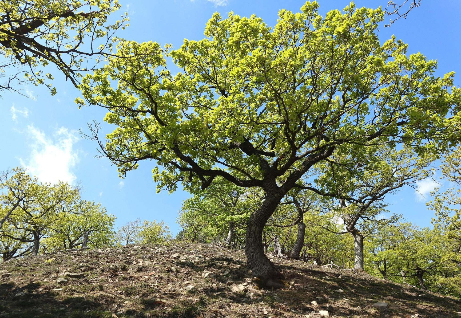 Malokarpatský kopec Bučková s krásnymi zakrpatenými dubmi