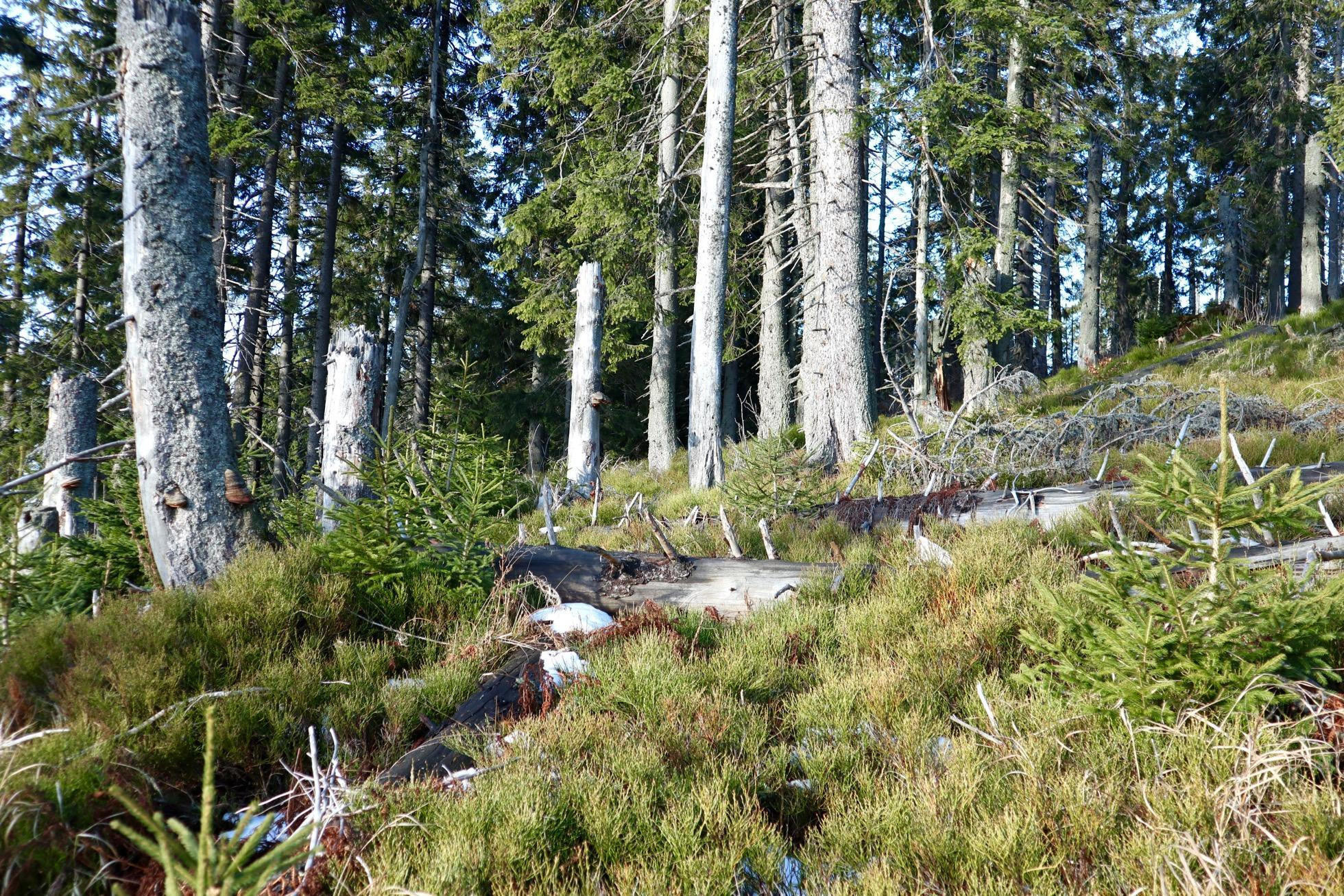 Prales Pilsko na Orave, foto Soňa Mäkká