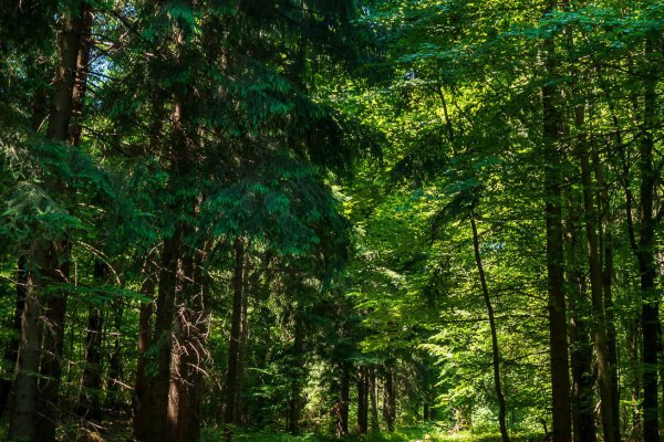 Lesná cesta ide väčšinou v peknom lese. Foto – Ľubo Mäkký