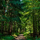Lesná cesta ide väčšinou v peknom lese. Foto – Ľubo Mäkký