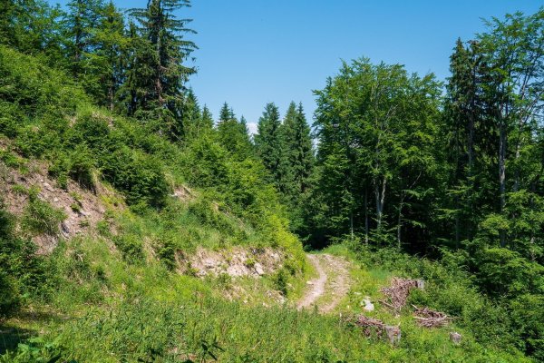 Lesná cesta ide občas cez priesek. Foto – Ľubo Mäkký