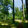 Letným bukovým lesom, foto Soňa Mäkká