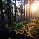 Magický les v rannom slnku medzi Talapkovým Beskydom a Svitkovou