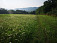 Svieže lúky nad Cinobaňou