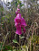 Náprstník červený (Digitalis purpurea)