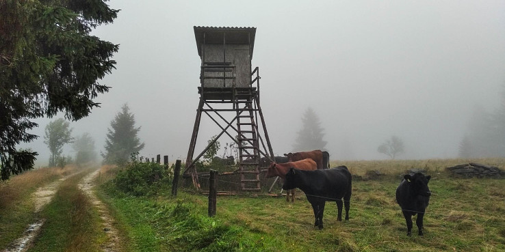 Ráno v obkľúčení stáda kráv 