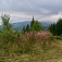 Pohľad na hlavný hrebeň Nízkych Tatier (autorka foto: Soňa Mäkká)