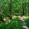 Krásny voňavý les, foto Ľubo Mäkký