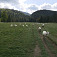 Ovce v ústí Juráňovej doliny 