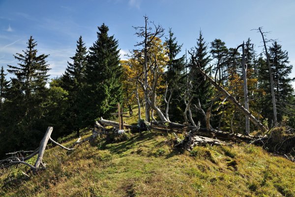 Kríže a sucháre na vrcholovej čistinke Demänovskej hory