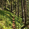 Traverzový chodníček ihličnatým lesíkom do Iľanovského sedla